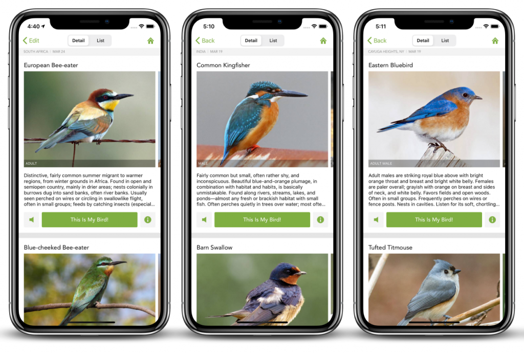 Application pour reconnaître les oiseaux sur Android et iPhone Smartphone